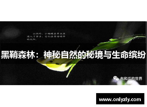 黑鞘森林：神秘自然的秘境与生命缤纷